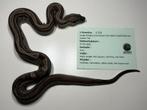 BCI, Dieren en Toebehoren, Reptielen en Amfibieën, Slang, Tam, 0 tot 2 jaar