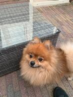 Pomeriaan, Dieren en Toebehoren, Honden | Poolhonden, Keeshonden en Oertypen, Particulier, Reu, Buitenland, Eén hond