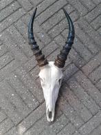 Schedel Springbok, Ophalen of Verzenden, Gebruikt, Wild dier, Schedel