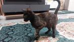 Kat, Dieren en Toebehoren, Kater