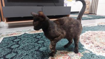 Kat beschikbaar voor biedingen