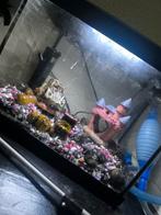 Complete aqarium op een Heather na., Dieren en Toebehoren, Ophalen, Zo goed als nieuw, Gevuld zoetwateraquarium