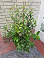 Olijfwilg 80-100 cm direct beschikbaar, Ophalen of Verzenden, Overige soorten, Haag, Minder dan 100 cm