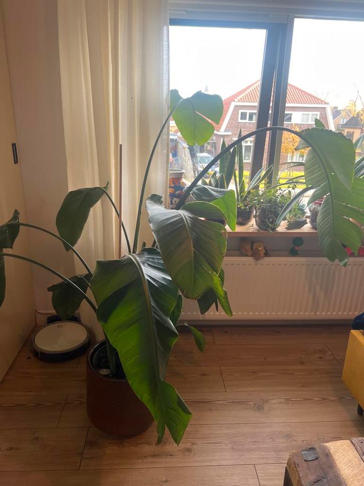 Paradijsvogelplant - Strelitzia Nicolai, Huis en Inrichting, Kamerplanten, Overige soorten, 150 tot 200 cm, Groene kamerplant