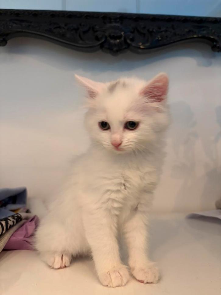 Kitten Turkse-Van x Maine Coon, Dieren en Toebehoren, Katten en Kittens | Raskatten | Langhaar, Poes, 0 tot 2 jaar