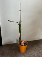 Orchidee, Huis en Inrichting, Kamerplanten, Ophalen of Verzenden