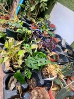 Gratis planten, Ophalen, Overige soorten, Minder dan 100 cm