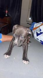 Pitbull*american bully, Dieren en Toebehoren, Overige rassen, 8 tot 15 weken, Meerdere, Meerdere dieren