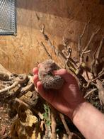 madagascar kleine egeltenrecs, tenrec, echinops telfairi, Dieren en Toebehoren, Mei, Meerdere dieren