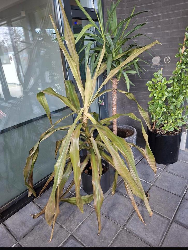 Zielige grote Dracaena, 170 cm hoog, Huis en Inrichting, Kamerplanten, 150 tot 200 cm, Halfschaduw, Ophalen