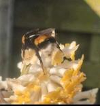 Edgeworthia grandiflora geel, Ophalen, Volle zon, Overige soorten