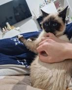 Allerliefste kat, Dieren en Toebehoren, Katten en Kittens | Overige Katten, Kater, Langharig, 0 tot 2 jaar