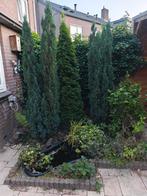 Vijver met vijver stenen, fontijn en prachtige dennenbomen, Ophalen, Volle zon, Overige soorten, 100 tot 250 cm
