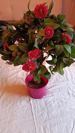 Zijden japanse roos/Camelia, Ophalen of Verzenden, Zo goed als nieuw