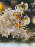 Koppel anemoon vissen, Dieren en Toebehoren, Vis