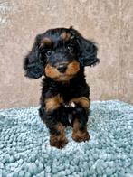 Langhaar dwerg teckel x toy poedel pups, Dieren en Toebehoren, Honden | Chihuahua's en Gezelschapshonden, Nederland, Overige rassen