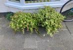 Gratis klimop planten, Ophalen, Bloeit niet, Klimplanten, Halfschaduw