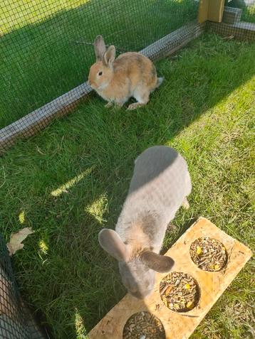 Te koop! 2 mannetjes  beschikbaar voor biedingen