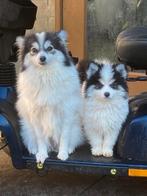 Pomsky mini F2 pups familie*  zie beelden, Dieren en Toebehoren, Honden | Poolhonden, Keeshonden en Oertypen, 15 weken tot 1 jaar