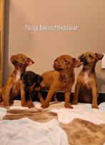 puppy hond te koop, dwergpinscher, Parvo, België, Particulier, Overige rassen