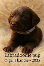 Prachtige zelfzame labradoodle pups, Dieren en Toebehoren, Rabiës (hondsdolheid), 8 tot 15 weken, Meerdere, Meerdere dieren