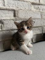 Laatste lieve boerderijkitten - mag al verhuizen!, Dieren en Toebehoren, Katten en Kittens | Overige Katten, Meerdere dieren, Kortharig