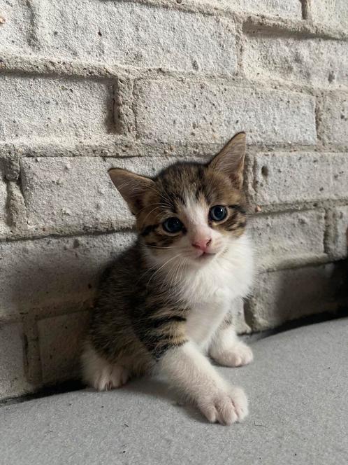 Laatste lieve boerderijkitten - mag al verhuizen!, Dieren en Toebehoren, Katten en Kittens | Overige Katten, Kortharig, Meerdere dieren