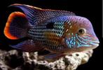 Andinoacara rivulatus – Green Terror te koop, Dieren en Toebehoren, Vissen | Aquariumvissen, Vis