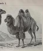 Kameel en Dromedaris gravure 1895, Verzenden