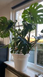 Mooie Monstera, Ophalen, 100 tot 150 cm, Overige soorten, Halfschaduw