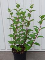 pluimhortensia hydrangea pan sundae fraise, Ophalen, Zomer, Vaste plant, Overige soorten
