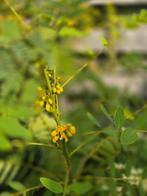 Senna hebecarpa 1.80 m, Ophalen, Zomer, Overige soorten, Volle zon