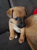 Lieve, schattige Jack Russell pups/kruizing, Dieren en Toebehoren, Jack Russell Terriër, CDV (hondenziekte), 8 tot 15 weken, Meerdere