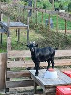Geit, Dieren en Toebehoren, Schapen, Geiten en Varkens, Mannelijk, Geit