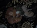 Kittens, Dieren en Toebehoren, Katten en Kittens | Overige Katten