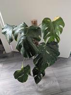 Monstera Thai Constellation, Ophalen of Verzenden, Halfschaduw, Minder dan 100 cm