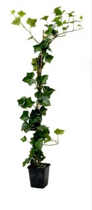 Grootbladige Klimop (Hedera hibernica) beschikbaar voor biedingen