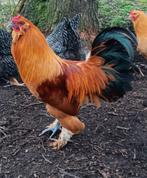 Haan te koop, Dieren en Toebehoren, Pluimvee, Mannelijk, Kip