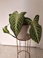 Xanthosoma lindenii plant, Huis en Inrichting, Kamerplanten, Ophalen of Verzenden, Halfschaduw, Minder dan 100 cm