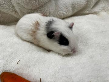 Voor koppeling beschikbaar 1 cavia zeugje beschikbaar voor biedingen