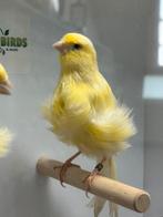 Noord hollandse frise kanarie, Meerdere dieren, Postuurkanarie