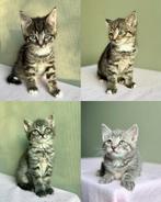 Prachtige boerderijkittens, Dieren en Toebehoren, Meerdere dieren, 0 tot 2 jaar