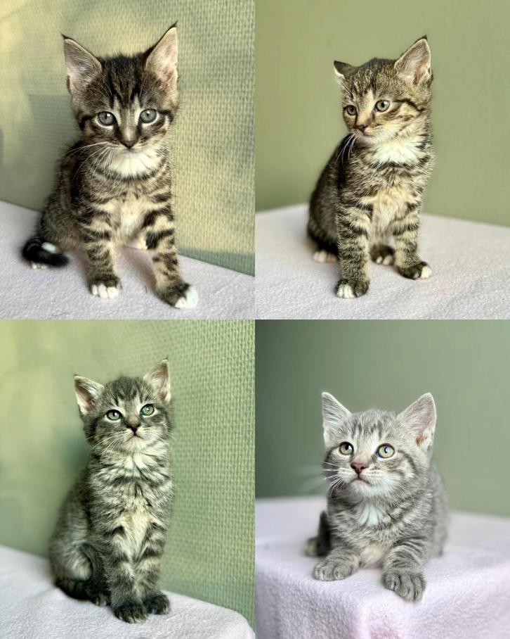 Prachtige boerderijkittens, Dieren en Toebehoren, Katten en Kittens | Raskatten | Korthaar, Meerdere dieren, 0 tot 2 jaar