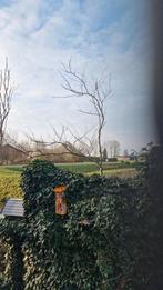 Te koop een hoogstam Judasboom forest pansy, Tuin en Terras, Planten | Bomen, Ophalen, Halfschaduw, Overige soorten, Lente