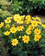 Dahlia, Ophalen of Verzenden, Volle zon, Knol