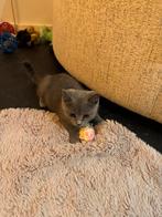 Laatste Britse korthaar, Kater, Ontwormd, 0 tot 2 jaar
