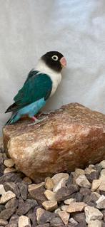 Agapornis Personatus, Dieren en Toebehoren, Vogels | Parkieten en Papegaaien, Meerdere dieren, Dwergpapegaai of Agapornis, Geringd