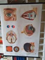 anatomie van het oog op schoolplaat, Antiek en Kunst, Antiek | Schoolplaten, Natuur en Biologie, Ophalen