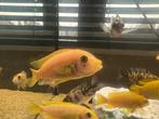 Red Zebra Cichliden (Malawi) – Gezond & Kleurrijk, Dieren en Toebehoren, Vissen | Aquariumvissen, Vis
