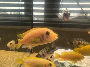 Red Zebra Cichliden (Malawi) – Gezond & Kleurrijk beschikbaar voor biedingen